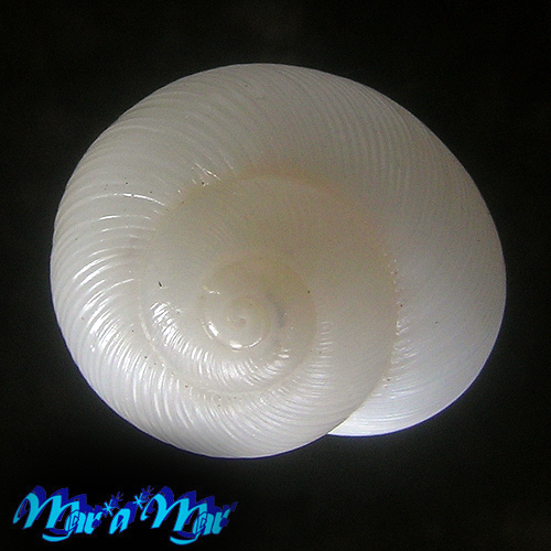 Zachrysia provisoria (Pfeiffer, 1844) - Image 2