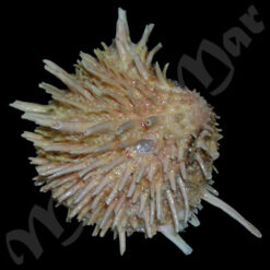 Arcinella brasiliana (Nicol, 1953)
