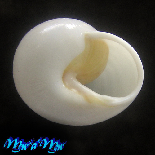 Zachrysia provisoria (Pfeiffer, 1844) - Image 3