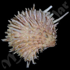 Arcinella brasiliana (Nicol, 1953) - Imagem 2