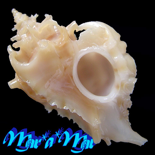 Typhina belcheri (Broderip, 1833)