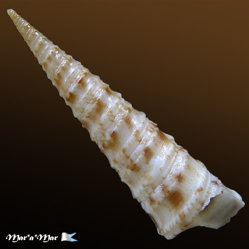 Turritella exoleta (Linnaeus, 1758)