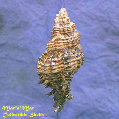 Chicoreus microphyllus Lamarck, 1816