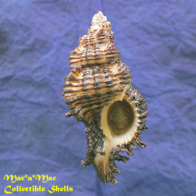 Chicoreus microphyllus Lamarck, 1816 - Imagem 2