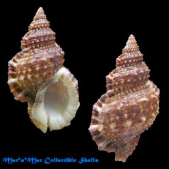 Bursa granularis Roding, 1798