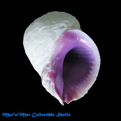 Coralliophila neritoidea (Lamarck, 1816)