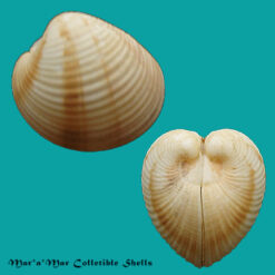 Circomphalus strigillinus (Dall, 1902)