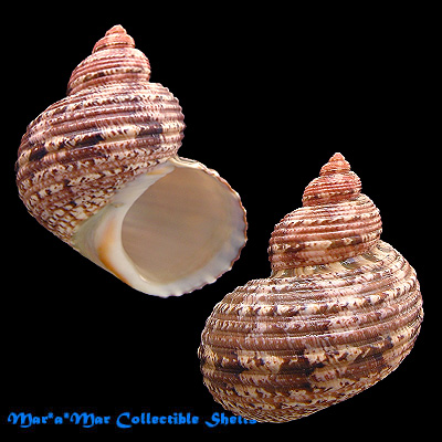 Turbo canaliculatus Hermann, 1781