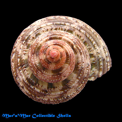 Turbo canaliculatus Hermann, 1781 - Image 2