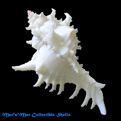 Chicoreus franchii Cossignani, 2005