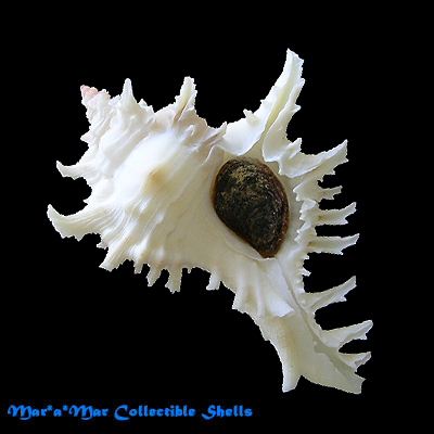 Chicoreus franchii Cossignani, 2005 - Image 2