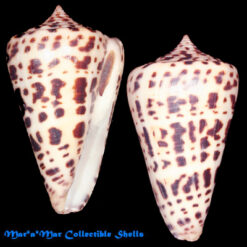 Conus spurius Gmelin, 1791