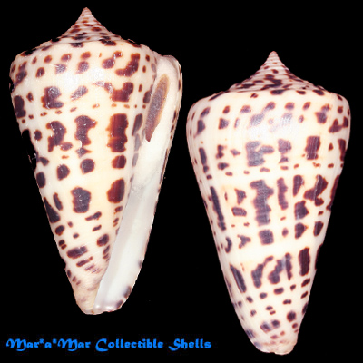 Conus spurius Gmelin, 1791