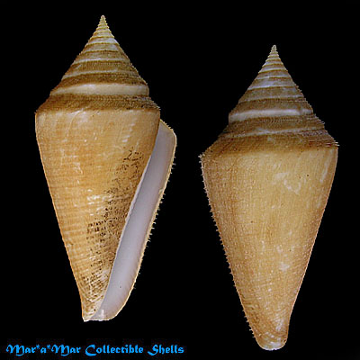 Conus coltrorum Petuch & Myers, 2014
