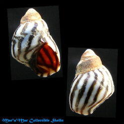 Littorina lineolata Orbigny, 1841*