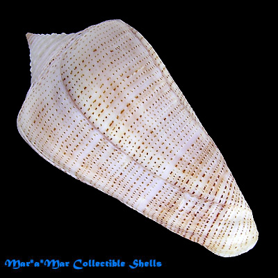 Conus granarius Kiener, 1845