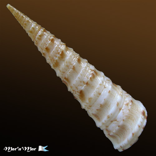 Turritella exoleta (Linnaeus, 1758) - Imagem 2