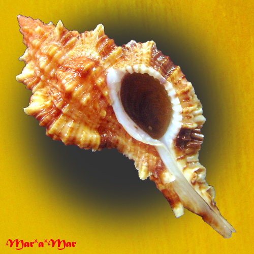 Siratus coltrorum E. Vokes, 1991