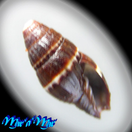 Pilsbryspira albocincta (C.B.Adams, 1845)