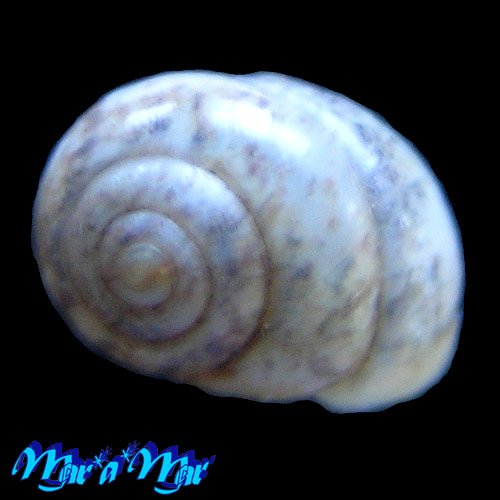 Streptaxis candei (Petit, 1842) - Imagem 2