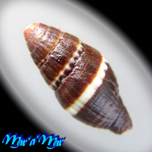 Alternative view of Pilsbryspira albocincta (C.B.Adams, 1845)