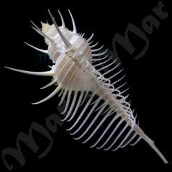 Alternative view of Murex pecten Ligthfoot, 1786