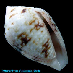 Conus selenae Van Mol , T. & K., 1967