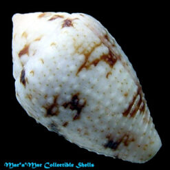 Conus selenae Van Mol , T. & K., 1967 - Imagem 2