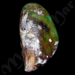 Mytilus edulis platensis Orbigny, 1846
