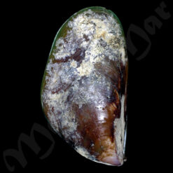 Mytilus edulis platensis Orbigny, 1846 - Imagem 2