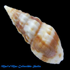 Fenimorea fucata Reeve, 1845