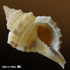 Monoplex vespaceus (Lamarck, 1822)