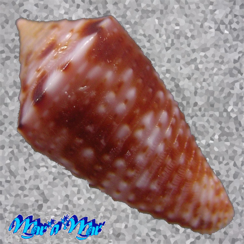 Conus sp. - Imagem 2