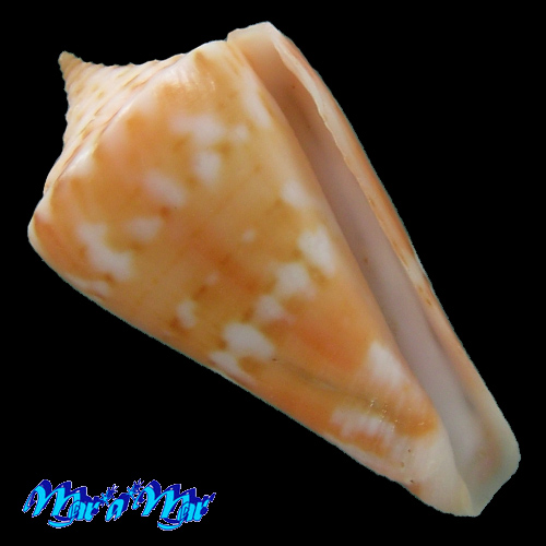 Conus carioca Petuch, 1986