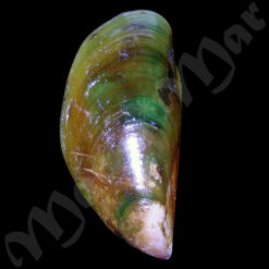 Mytilus edulis platensis Orbigny, 1846