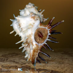 Homalocantha oxyacantha (Broderip, 1833)