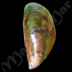 Mytilus edulis platensis Orbigny, 1846 - Imagem 2
