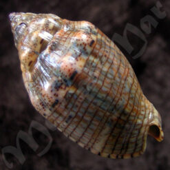 Voluta musica Linnaeus, 1758