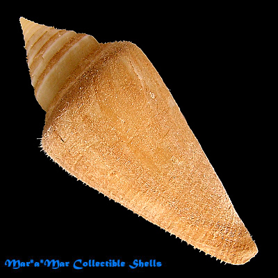 Conus atractus Tomlin, 1937