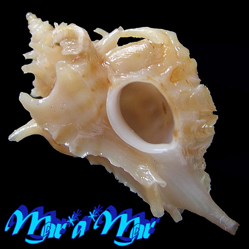 Typhina belcheri (Broderip, 1833)