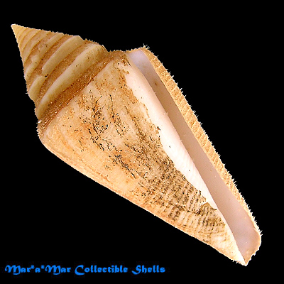 Conus atractus Tomlin, 1937 - Image 2