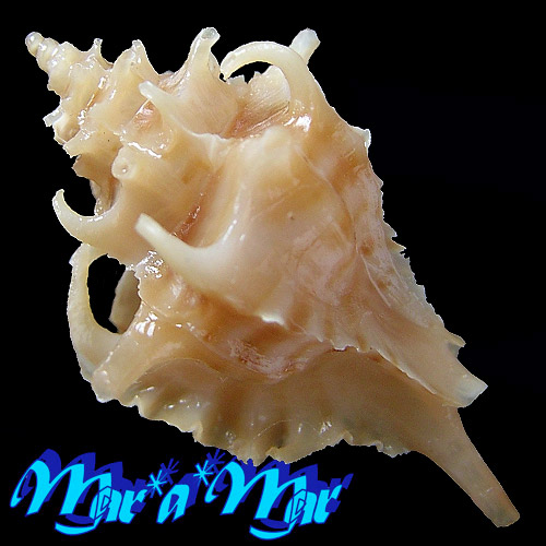 Alternative view of Typhina belcheri (Broderip, 1833)