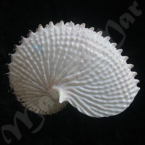 Argonauta nodosa Lightfoot,1786