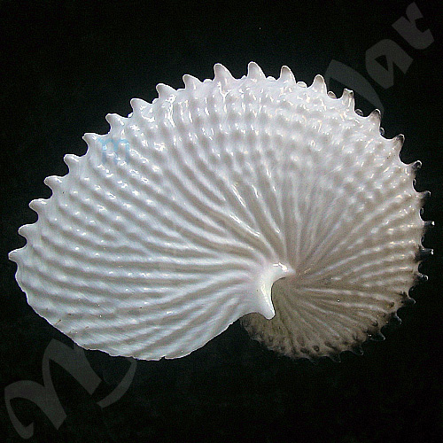 Argonauta nodosa Lightfoot,1786 - Imagem 2