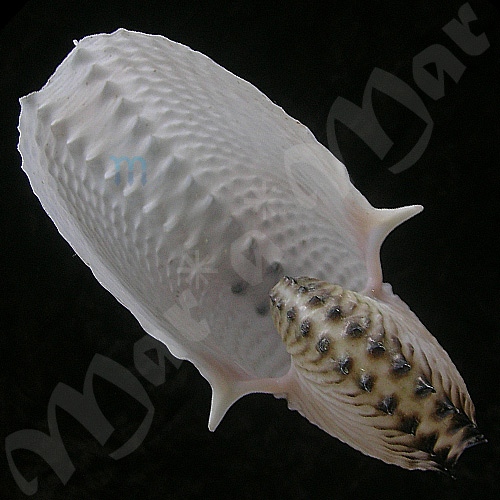 Argonauta nodosa Lightfoot,1786 - Imagem 3