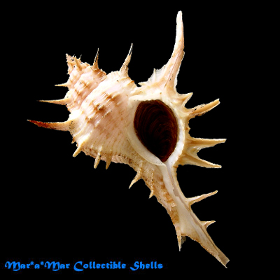 Chicoreus formosus (Sowerby, 1841)