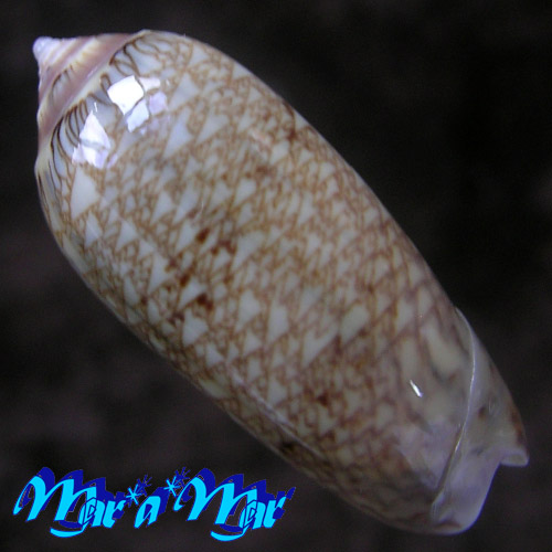 Americoliva circinata jorioi (Petuch, 2013) - Imagem 2