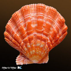 Nodipecten nodosus (Linnaeus, 1758)