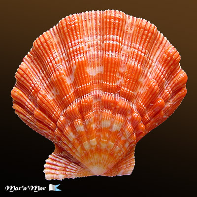 Nodipecten nodosus (Linnaeus, 1758)
