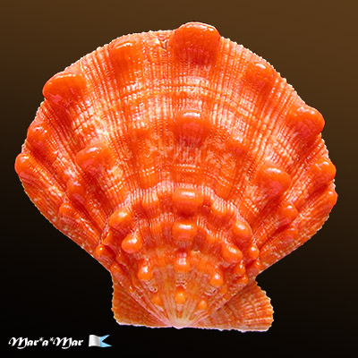 Nodipecten nodosus (Linnaeus, 1758) - Imagem 2